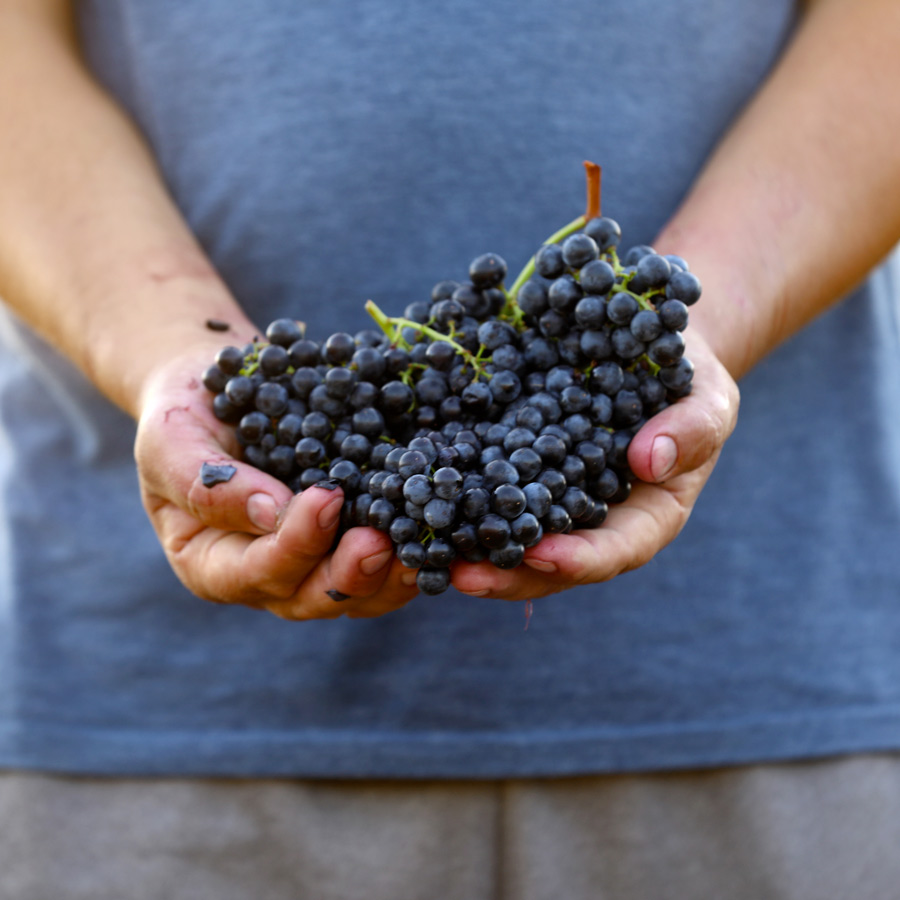 acceuillant_raisin